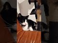 Cat enjoying music again (if you can't hear it: It's 