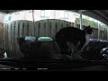 Onze twee luie katten op de dashcam! part 2