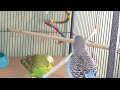 👒Sunday Budgie/Parakeets Family Happy life 🎩👒Petunia mom, Hercules dad, Sunny son