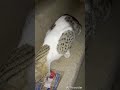 Amazing Cute Stray Cat Comes Daily Routine To Our Home Door And Crying Loudly