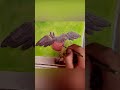 Watercolor Process Time-lapse - Birdwatching #Shorts