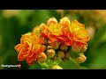 Gentle Rain on the Flower | Sounds With Piano Music for Sleeping and Relaxing | 10 Hour Video |