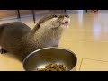 otter with an interesting way to eat