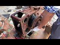 Restoration GIANT AIR COMPRESSOR | Restore Engine 1500Cc Vintage