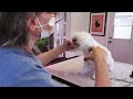 Grooming a stressed dogs face (How I go about grooming a stressed dog)