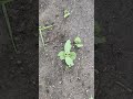 Garden check.  The string beans are blooming.