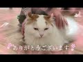 とろける猫の続編です。ブラッシングと耳かきでむーちゃんがとろけてます（笑）