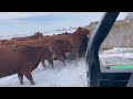 Ranching in a Snow Storm