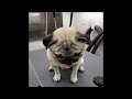 Funniest Animals 2024 😂 Best Funny Cats and Dogs 😻🐶 Part 22 | Cute Baby Dogs