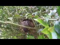 Chipmunk attacks robin nest, steals chicks