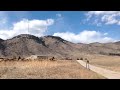 Elk Herd Come to Check on the Wildlife