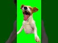 Green Screen Laughing Dog Meme (Extended, Sharp Color/Res)