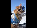 Cat Loves Skiing So Much, He Has His Own Ski Pass | The Dodo