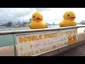 [4K] Hong Kong Tamar Park Double Duck Walk l 홍콩 타마르 공원 더블 덕스 산책 l 香港維港添馬公園黃色小鴨