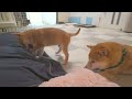 The digging contest between the puppy and the leader dog is so funny I can't stop laughing...