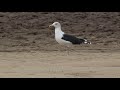 Birding the North Norfolk Coast