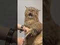 Funny Animals 🤣 Funniest Cat and Dog Videos 😹🐶 #119