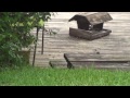 12 Baby Wood Ducks jump 6-5-2013