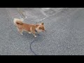 [Noto] R6.6.22 18:00 Shiba Inu Taro walk around Kujuku Bay campsite🐾