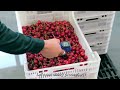 Amazing Cherry Farming – Cherries Harvested by Hand and By Machine – Cherry Processing In Factory