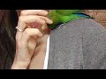 Ручной попугай