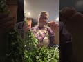 Just a little video on me processing oregano.