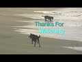 Dog Running In Epic Slow Motion 2 [HD]