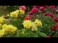 CHIBA. Keisei Rose Garden in the rain #4K