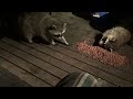 Baby Raccoons Pizza Party