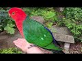 Gorgeous king parrot flies onto my arm to hang out!