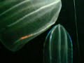 Light up Jellyfish