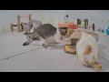 Laugh Uncontrollably! Best Funny Cat Videos 2024 🐕 Funny Cats Videos 2024 😹
