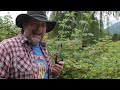 Raspberries, Weeds & Life Lessons and a #tobaccopipe