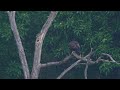 American Bald Eagles at Lake Jacomo / A Survivors Story