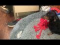 Bad weenie Mama Mimi steals octopus toy from Papa Brownie even tho she got her own new toy…