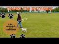 How to Teach Your Jack Russell Terrier Tricks Series | Episode 1