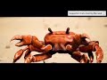 La plebada- El Ezquiel con cangrejos de fondo