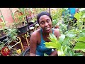 Summer Garden Update 🥵Caribbean Garden In The City Tour