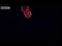 Fangtooth in the Abyss | Blue Planet | BBC Studios