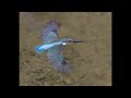 OM-1 | Birds in flight | Image stabilization. ON or OFF ❓