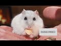 Hamster Mobile House - Lego Technic #lego #asmr #legotechnic