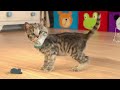 Animated Little Kitten Cute Kitten Cat Adventure - Best Educational Cartoon for Kids Learning video