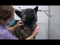 Killer American Akita has a love affair with the blow dryer