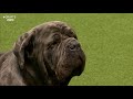 Working Group Judging | Crufts 2020