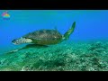 Aquarium 4K VIDEO (ULTRA HD) | Stunning 4K Wonders of Underwater, Colorful Sea Life