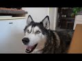 Husky Had To CALL Old Best Friend For Biscuits!