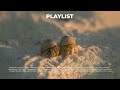 Summer Pop Music Hermit Crab - Exciting Summer Music Playlist | Playlist