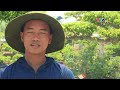 Nghề làm sinh vật cảnh và Bonsai | PTTH Thanh Hóa
