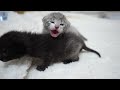 Fighting a Cold | Five Sibling Kittens from the animal protection center