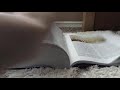 Flipping The Pages Of A Book